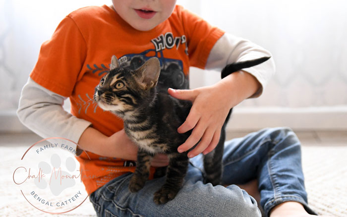 Bengal kitten for sale